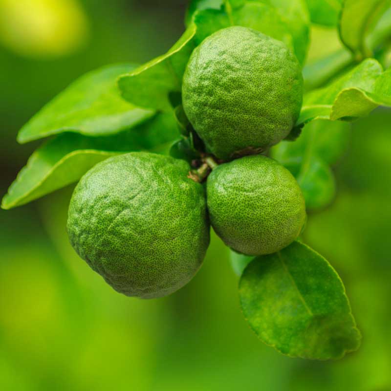 Bergamot FCF