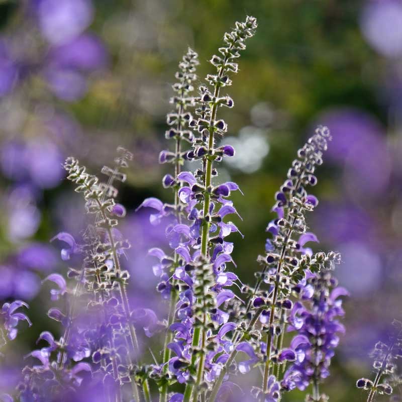 clary sage-absolute aromas india