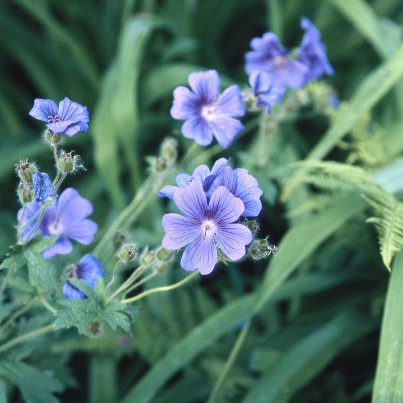 geranium-egyptian