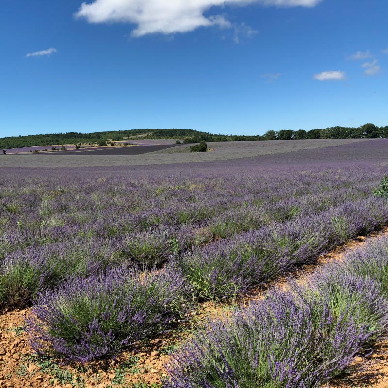 Lavender-French