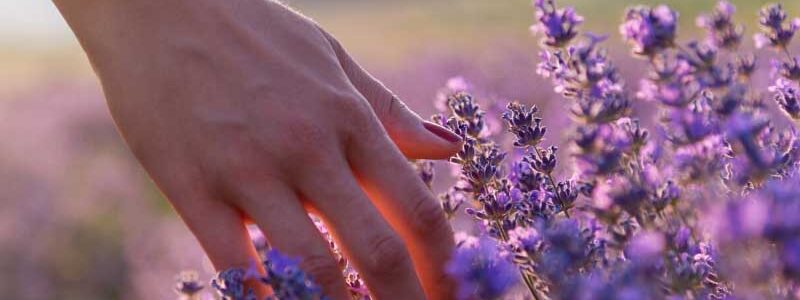 essential oils lavender benefits