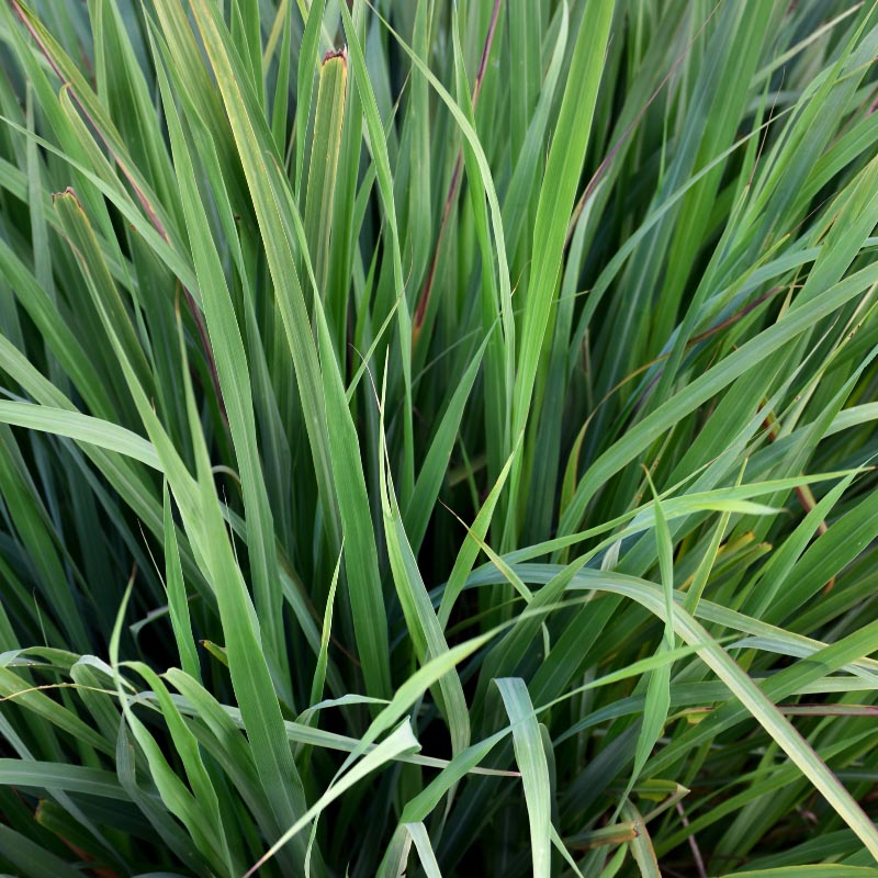 Lemongrass