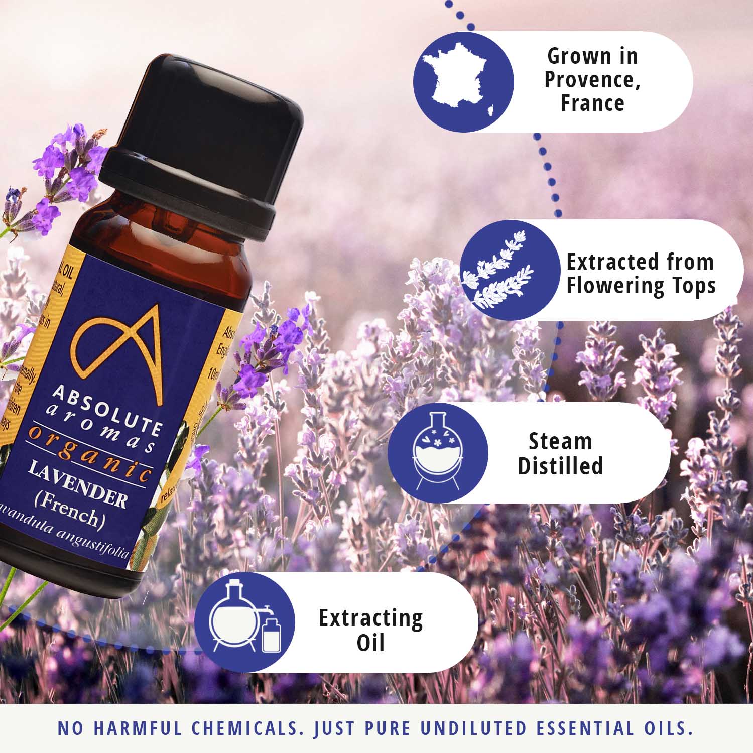 Organic French Lavender Essential Oil 10ml by Absolute Aromas